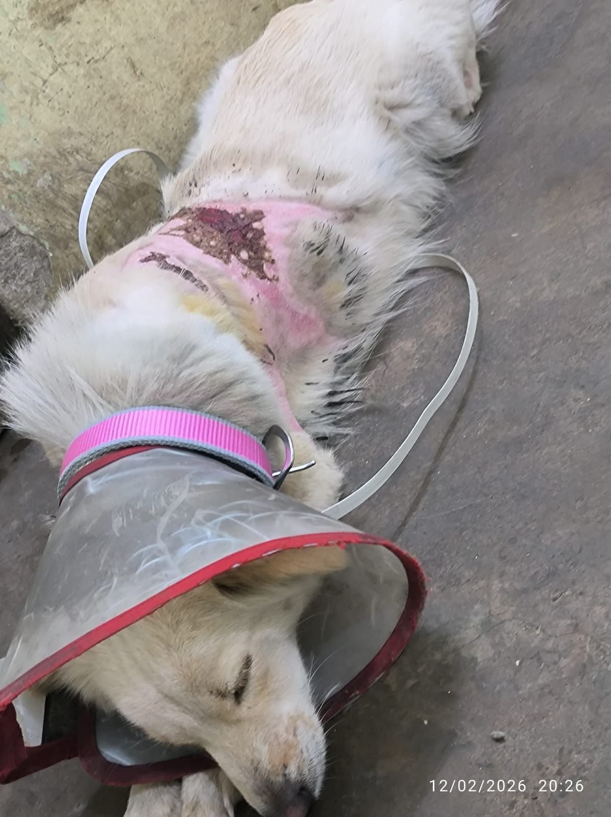 img-20260224-wa08891766149654392583181